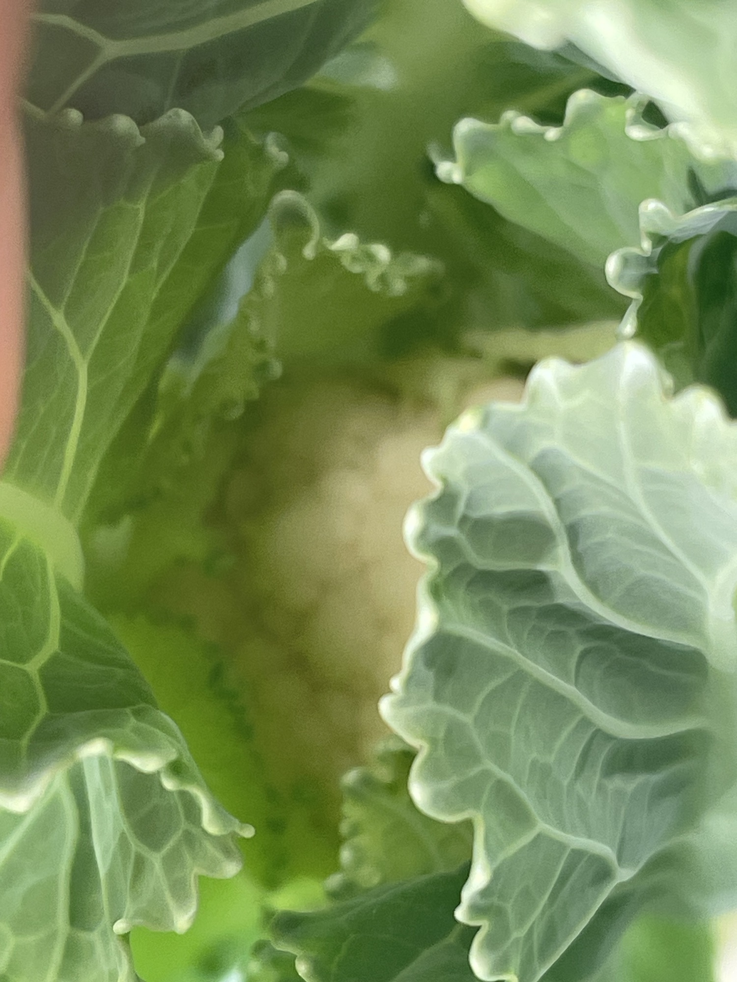 We’ve got cauliflower growing in the garden…